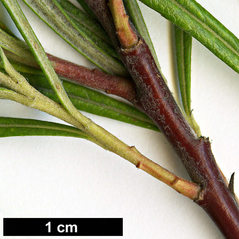 High resolution image: Family: Salicaceae - Genus: Salix - Taxon: elaeagnos - SpeciesSub: subsp. angustifolia